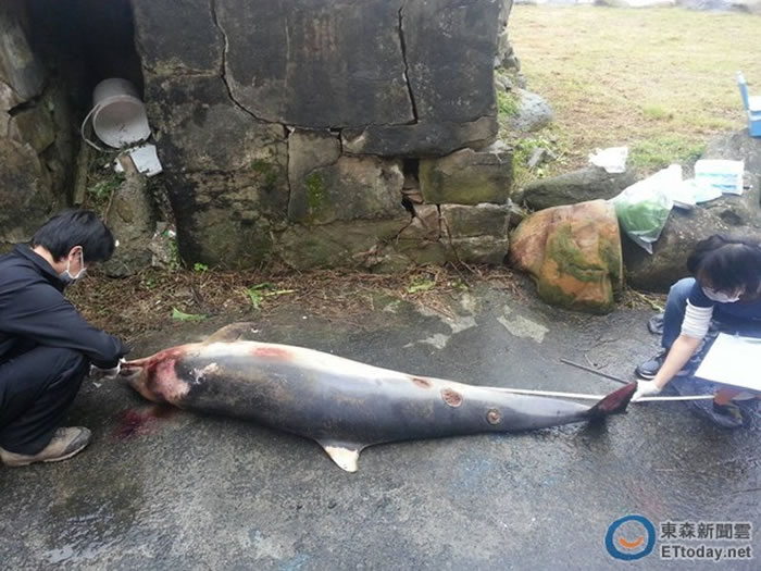 研究人员现场解剖了解死因。(图/新北市动保处提供)