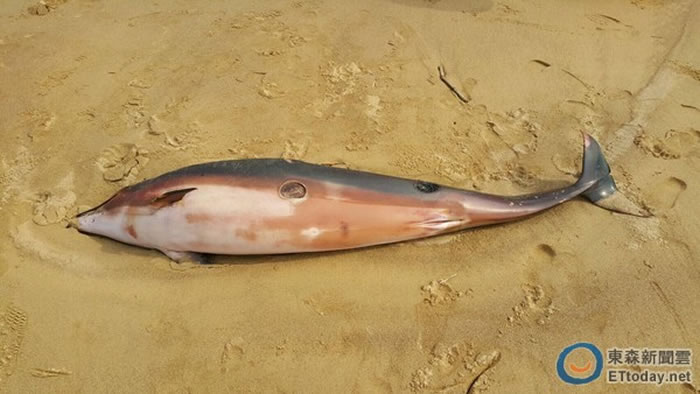 身上多处圆形伤口是达摩鲨的咬痕。(图/新北市动保处提供)