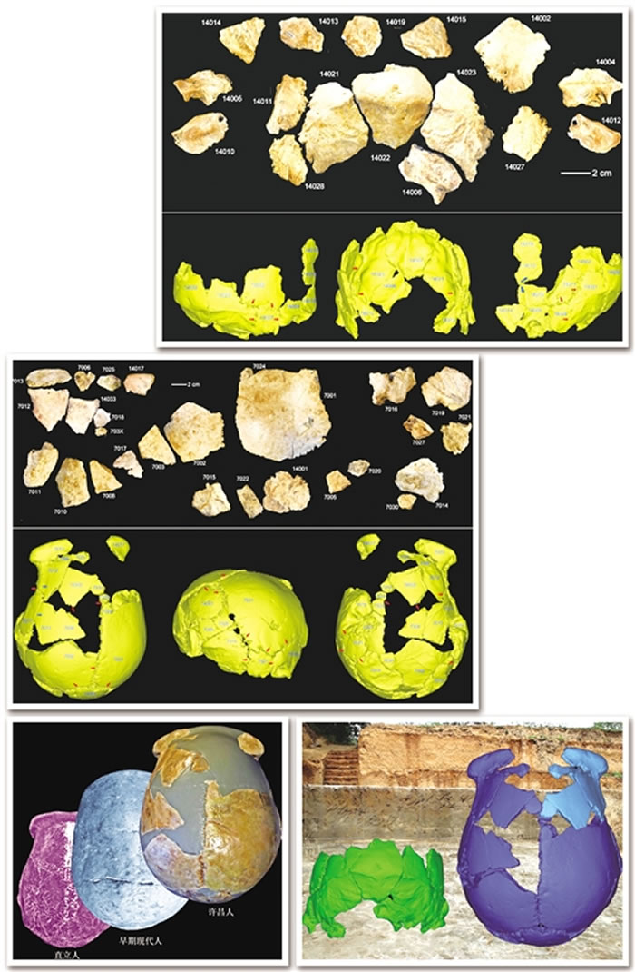 图① “许昌人”2号头骨化石碎片及头骨化石的3D虚拟复原。图② “许昌人”1号头骨化石碎片及头骨化石的3D虚拟复原。图③ “许昌人”头骨顶面观及其与直立人、早期