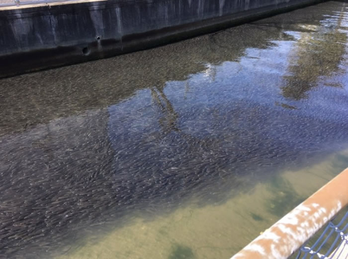 有网民怀疑有大鱼要吃它们,令大批小鱼逃入河道。