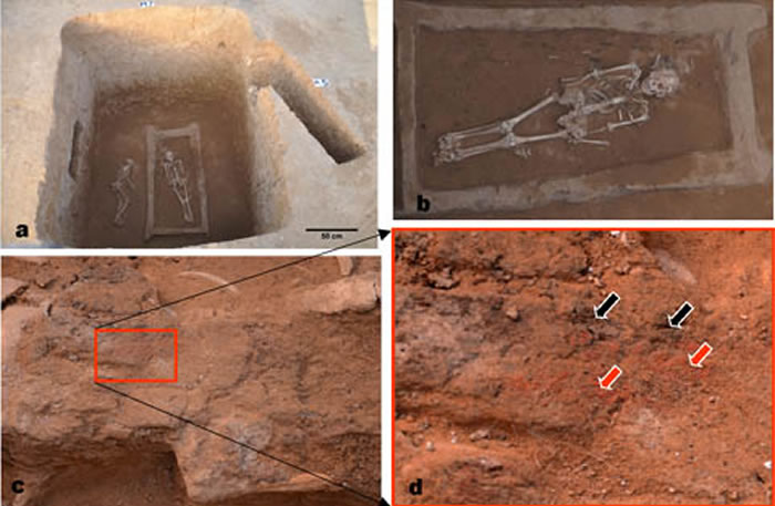 ͼ1 ±وܮַĹM7Ĺֱ֫ҲԵĳŮԣaĹ˸ſbĹϺܱߵĺɫϺͺɫcԼɫ