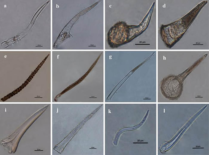 ͼ3 ɫëϸֲ̬ԴϲݿҶӣͼ