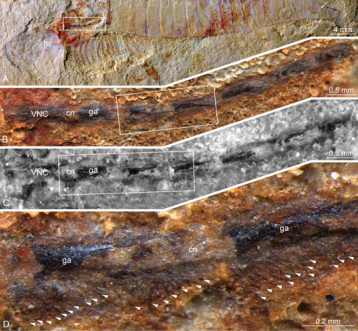 ���ɺ��渹�񾭽��뷺��֫����������ϵͳ����