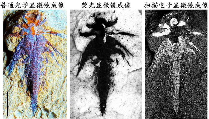 �ν�����Ⱥ��ά����Ĵ�֫���֫�����׳�