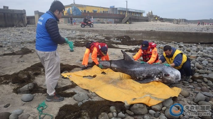 台湾新北市老梅沙滩发现瑞氏海豚搁浅死亡