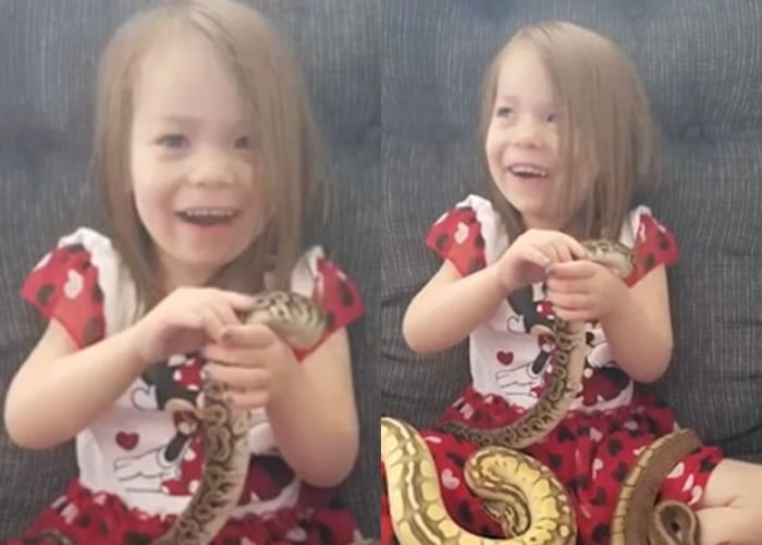 珍妮把玩着手中的球蟒,一脸满足。