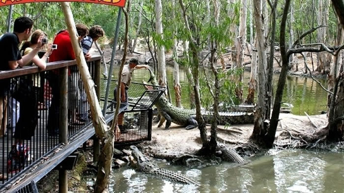 世界各国不少动物园以观赏鳄鱼活动作招徕。(资料图片)