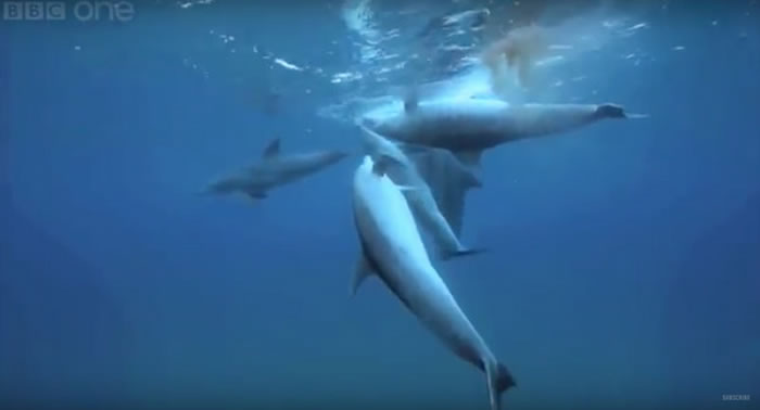 BBC¼ƬĵһȺˡ඾֮ʵӡ