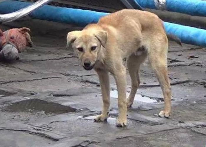 ���˹����˵�ӡ���Ϊ���档