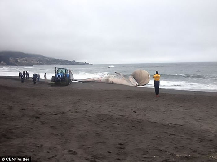 智利沙滩搁浅鲸鱼尸体 头部肿胀吓煞人