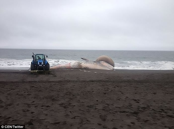 智利沙滩搁浅鲸鱼尸体 头部肿胀吓煞人