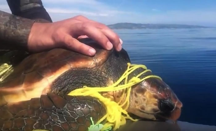 美国海边一只赤蠵龟惨被气球缠住
