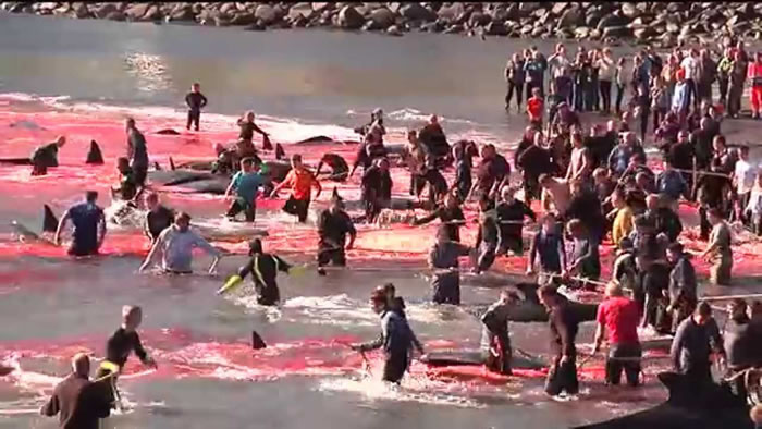 ȫ����󲶾���Ų��4�²����������� ����������Խ�ձ�+�����ܺ�