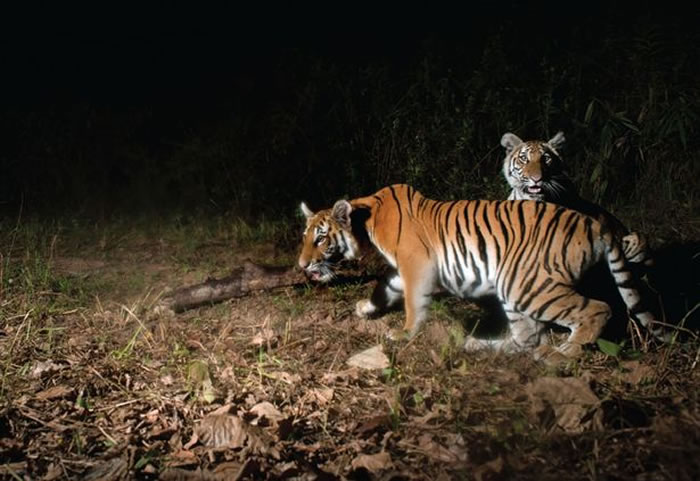 ̩�������������2016���ĵ�4ֻĸ�ϻ���6ֻС�ϻ� ֤ʵ�Ǳ��پ��ֵ�ӡ֧��