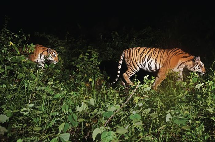 ̩�������������2016���ĵ�4ֻĸ�ϻ���6ֻС�ϻ� ֤ʵ�Ǳ��پ��ֵ�ӡ֧��