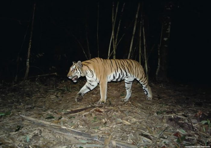 ̩�������������2016���ĵ�4ֻĸ�ϻ���6ֻС�ϻ� ֤ʵ�Ǳ��پ��ֵ�ӡ֧��