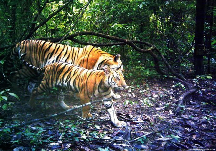 ̩�������������2016���ĵ�4ֻĸ�ϻ���6ֻС�ϻ� ֤ʵ�Ǳ��پ��ֵ�ӡ֧��