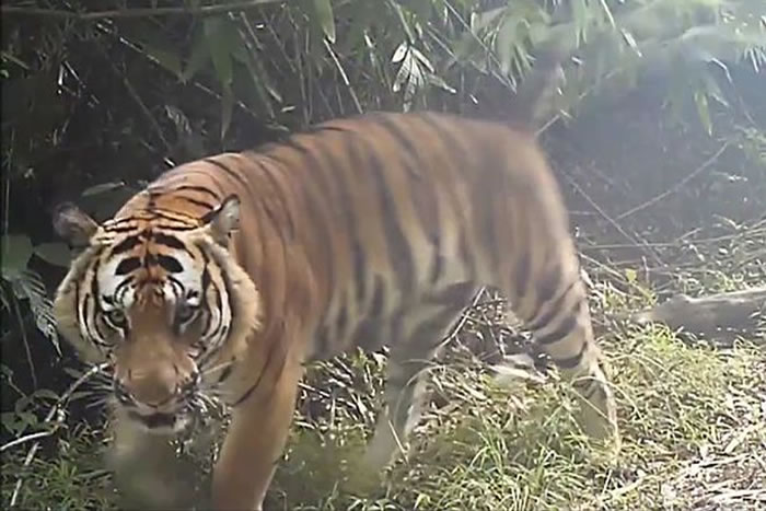 ̩�������������2016���ĵ�4ֻĸ�ϻ���6ֻС�ϻ� ֤ʵ�Ǳ��پ��ֵ�ӡ֧��