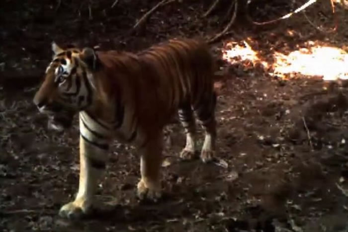 ̩�������������2016���ĵ�4ֻĸ�ϻ���6ֻС�ϻ� ֤ʵ�Ǳ��پ��ֵ�ӡ֧��