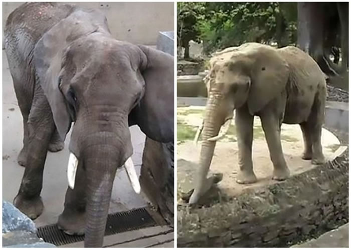 露珀塔营养不良。