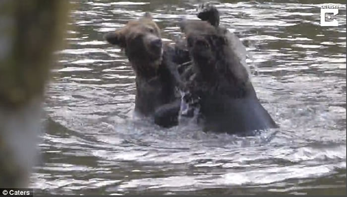 加拿大卑诗省小灰熊打斗 熊妈妈现身调停