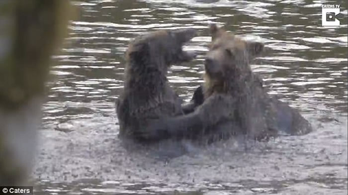 加拿大卑诗省小灰熊打斗 熊妈妈现身调停