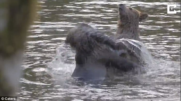 加拿大卑诗省小灰熊打斗 熊妈妈现身调停