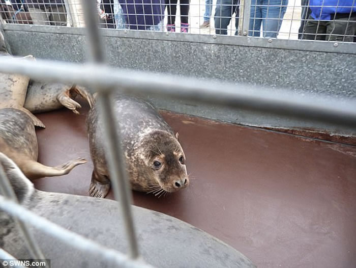 Ӣ�����ֶ�������뵺����С������Ⱥ��ػش�