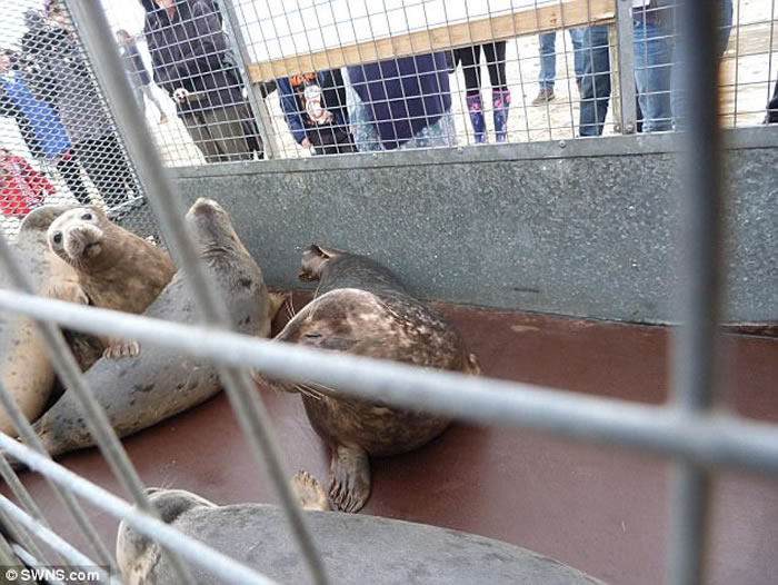 Ӣ�����ֶ�������뵺����С������Ⱥ��ػش�