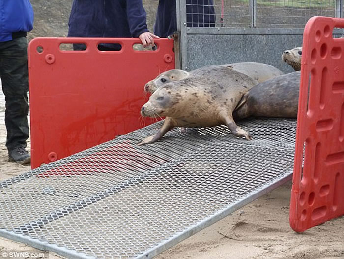 Ӣ�����ֶ�������뵺����С������Ⱥ��ػش�