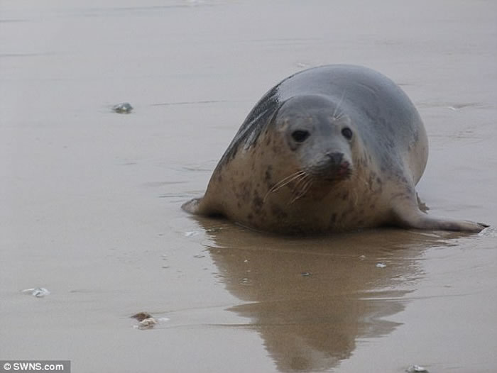 Ӣ�����ֶ�������뵺����С������Ⱥ��ػش�