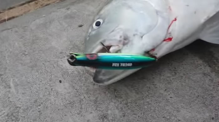 ںǡţеΪͬһֻͼYEN CHEN Shih youtube