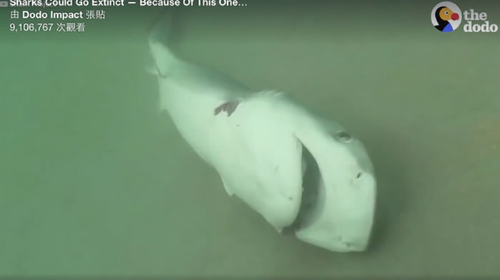 活活被割下鱼鳍的鲨鱼,遭扔回海里之后,痛苦翻滚直到死去。