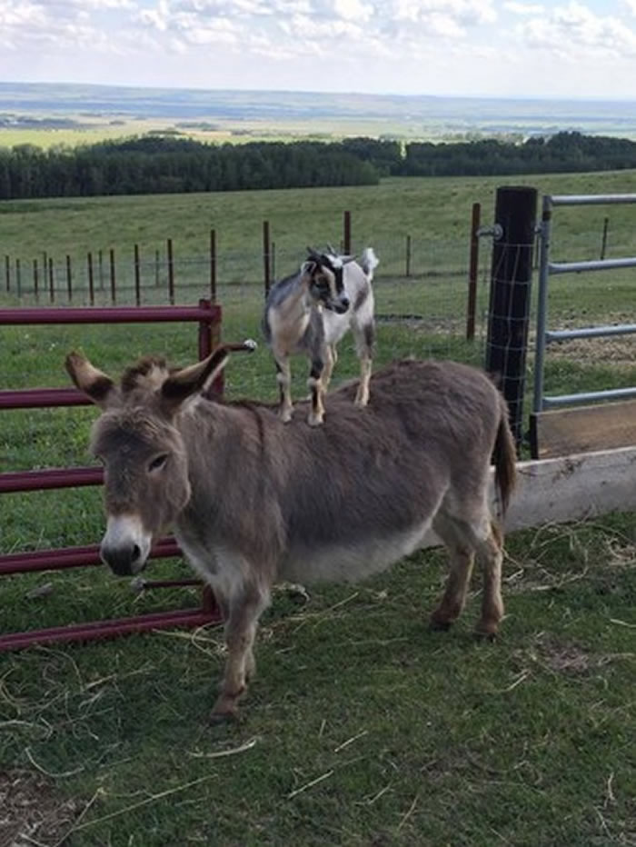 ���ô�Сɽ�����еز���¿�ӱ��� ¿�ӣ��ϴ���ȥ����Ѳ��