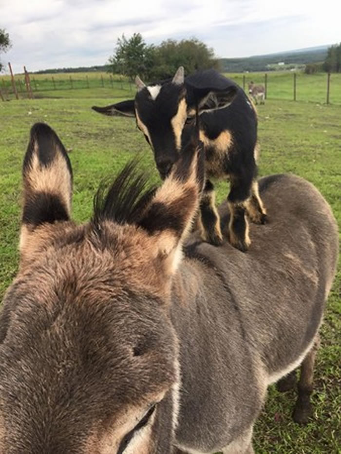 ���ô�Сɽ�����еز���¿�ӱ��� ¿�ӣ��ϴ���ȥ����Ѳ��