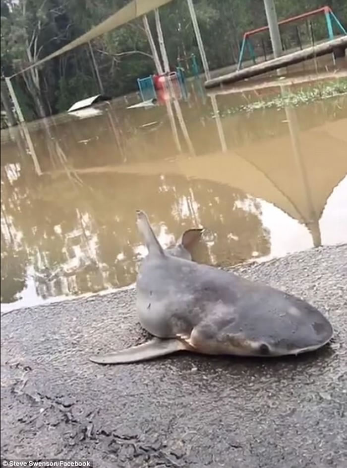 �������Ա˹��ɭ��Steve Swenson�����հ�Ƭ�����ص��罻��վ����ָ������ţ�豻�������½��������