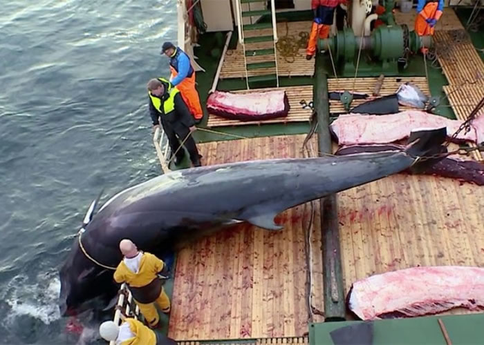 Ų�����߲������ޡ�