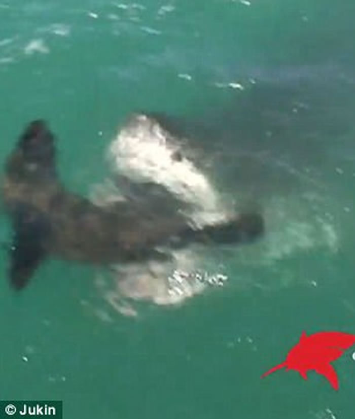 南非杭斯拜游客目睹海豹被鲨鱼吃下吓得尖叫