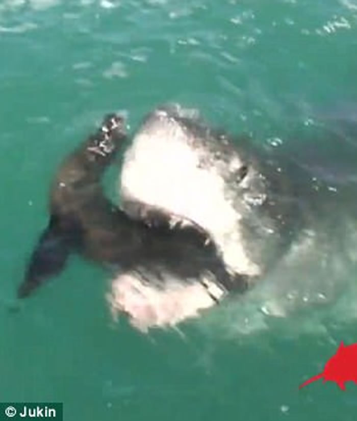 南非杭斯拜游客目睹海豹被鲨鱼吃下吓得尖叫