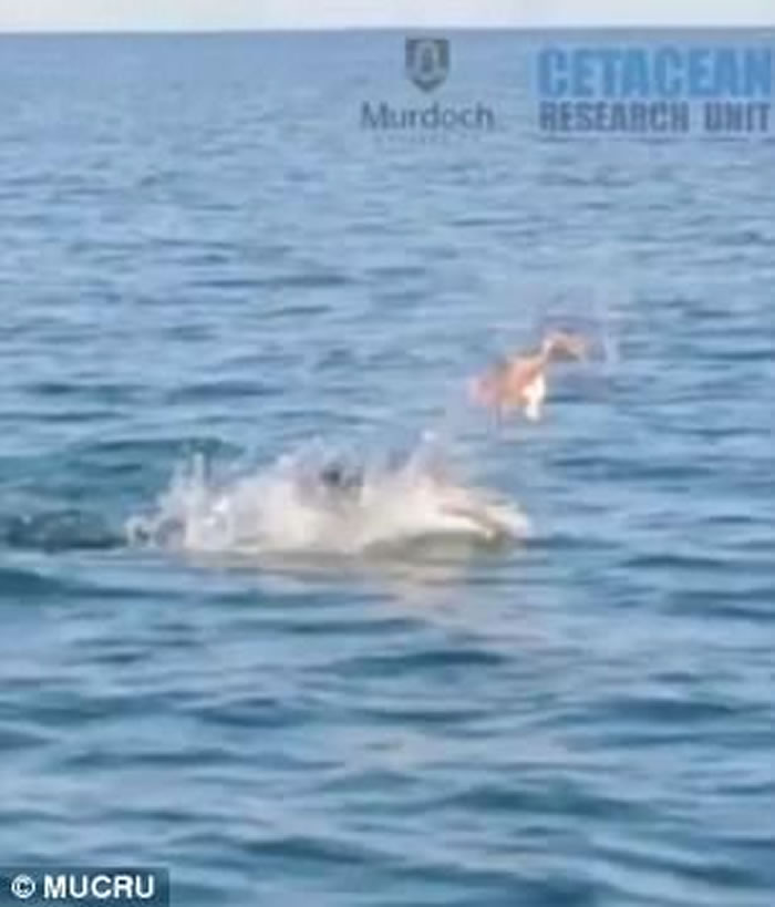澳洲班伯里海岸宽吻海豚狂抛猎物 八爪鱼惨成美味午餐