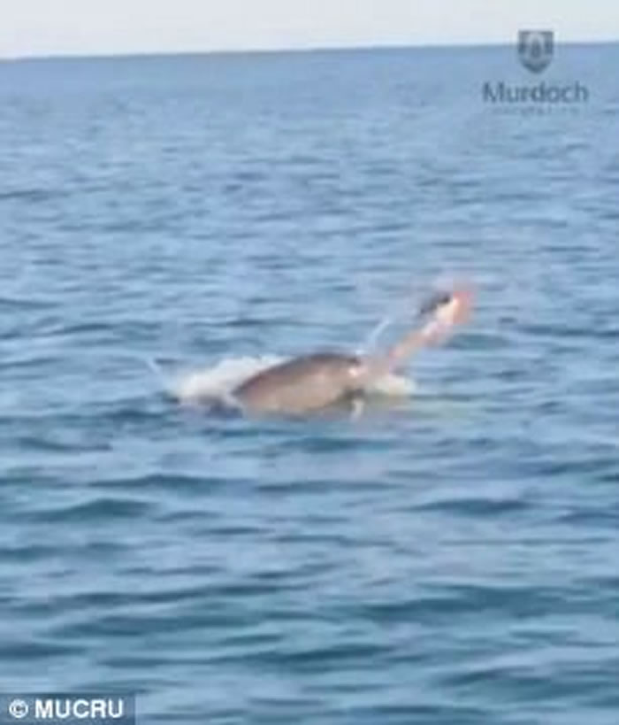 澳洲班伯里海岸宽吻海豚狂抛猎物 八爪鱼惨成美味午餐
