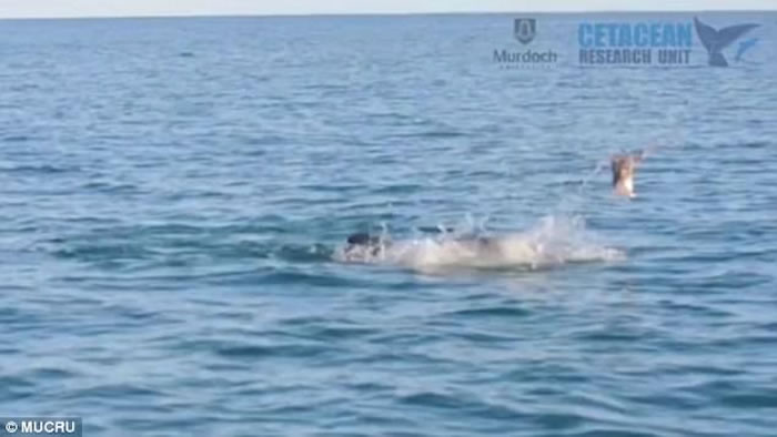 澳洲班伯里海岸宽吻海豚狂抛猎物 八爪鱼惨成美味午餐