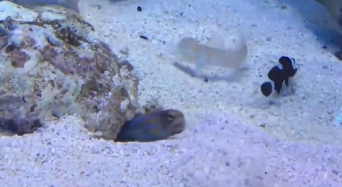 ɫС㲻Ͻɳ½ Сٽɳ³