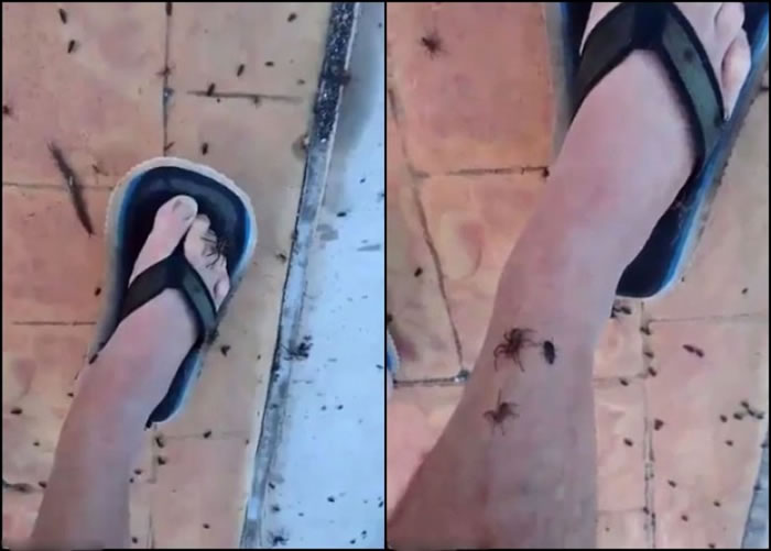 有市民被“走难”昆虫爬到腿上。