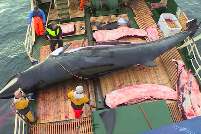 ��ʹ���ս�ۣ�The Battle of Agony������Ų���������ڲ�ɱ��С�뾨����9�ɻ�������