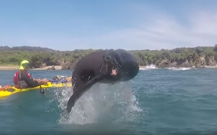 ������2�����ӻ���ľ�� ͻȻһֻ��ʨ��ˮ�дܳ����ž�ͷ����