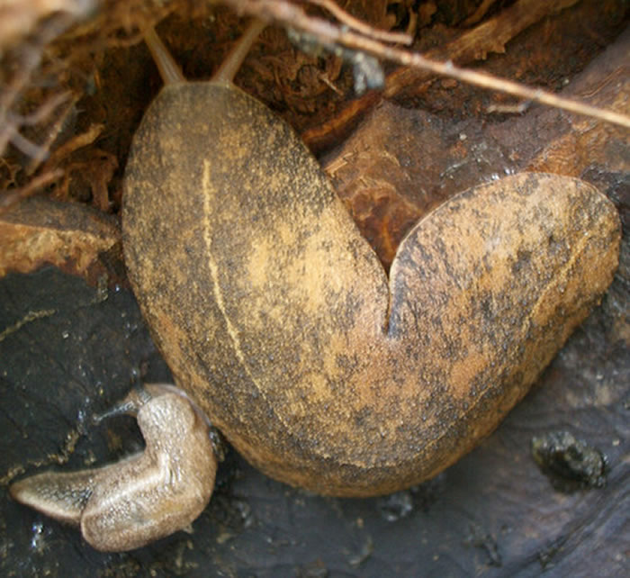 ������2007����2015�깲42�𡸹㶫סѪ�߳桹��Angiostrongylus cantonensis����Ⱦ�¼���