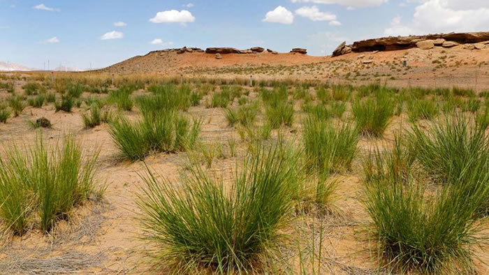 2016年度全国十大考古新发现:宁夏青铜峡鸽子山遗址再现贺兰山下古人类生息劳作场景