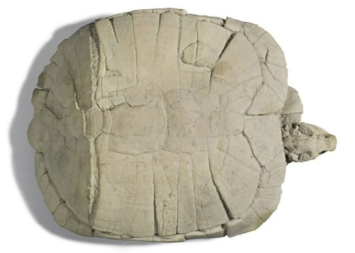 美国南达科他州恶地国家公园出土的3300万年历史古近纪龟化石将于英国伦敦拍卖