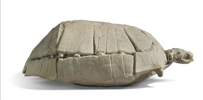 美国南达科他州恶地国家公园出土的3300万年历史古近纪龟化石将于英国伦敦拍卖